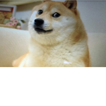 Doge winner’s