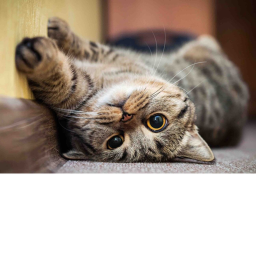 cats and cars