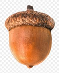 Nuts Nation