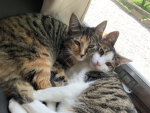 bubu and nugget group