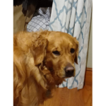 Fan of dogs ONLY