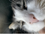 fat Luna