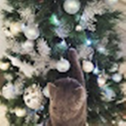🎄