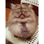 CatsGroup:D