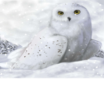 Late Night Owls