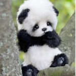panda for the girls