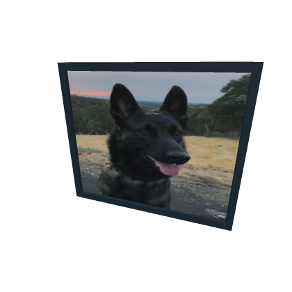 Dog Picture!