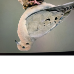 Mourning peace Dove
