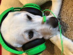 Gaming doggy