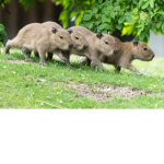 Capybara family!