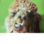 Pyjama llamas