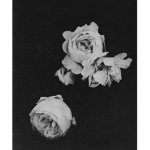†AntiClothing†