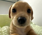 Cute Dogie