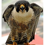 Falcon wings