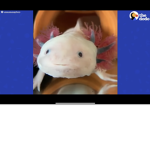 The axolotl/doge army
