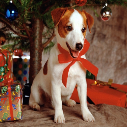 Christmas Dog Roblox decal