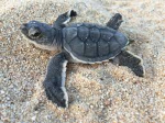 The Nation of Turtles