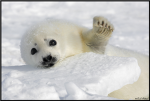 Save Harp Seals By Joining