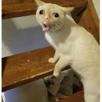 cult of trama cat