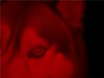 Wolf Blood