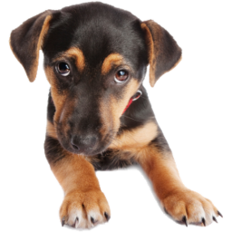 Puppy Fan Hangout