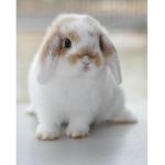 Bunny besties 123