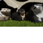 cattt land group