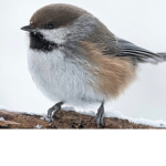 Wild Birds