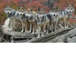 Fans of wolf