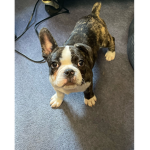 Dog Game Colt