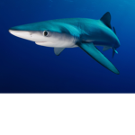 Blue sharks united!