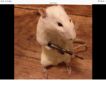 Me rats mate