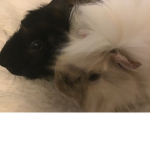 Guinea pig love :3