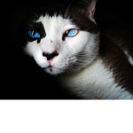 The Home of the cat's