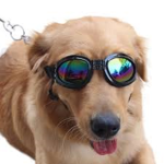 Cool dogs group