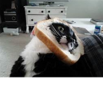 donaters for ever
