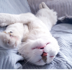 {Cat group}