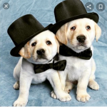 Cute Puppies Group 2.0