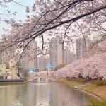 sugar blossoms!