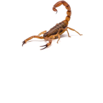 Scorpionarmy