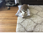Bella the doggy