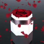 Devine Roses