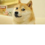 Dog’s United Group