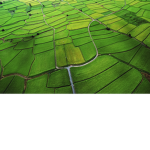 The Green Cult