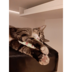Katze Gruppe