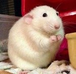 The rat Dominion!
