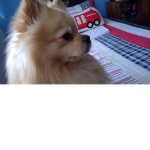 Tobyas