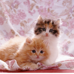 The kitten talker!