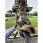 The group who likes animals