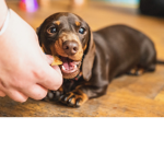 Sausage pups!
